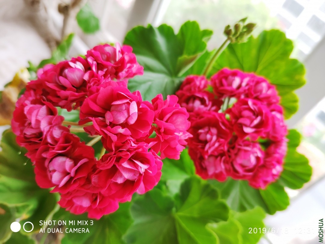 ΢��ͼƬ_201906211346521.jpg