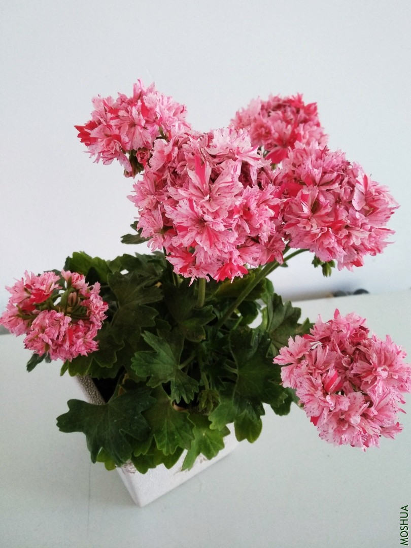 ΢��ͼƬ_201906211349552.jpg