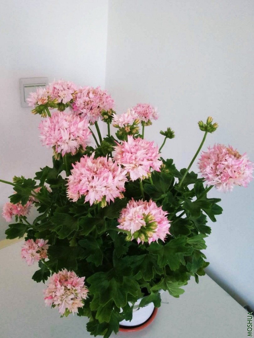 ΢��ͼƬ_201906211349553.jpg
