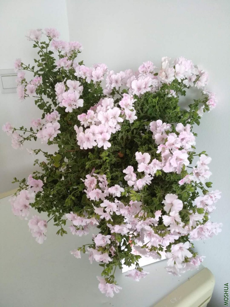 ΢��ͼƬ_2019062113465216.jpg