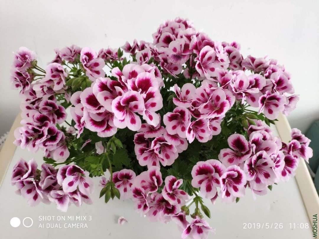΢��ͼƬ_2019062113465218.jpg