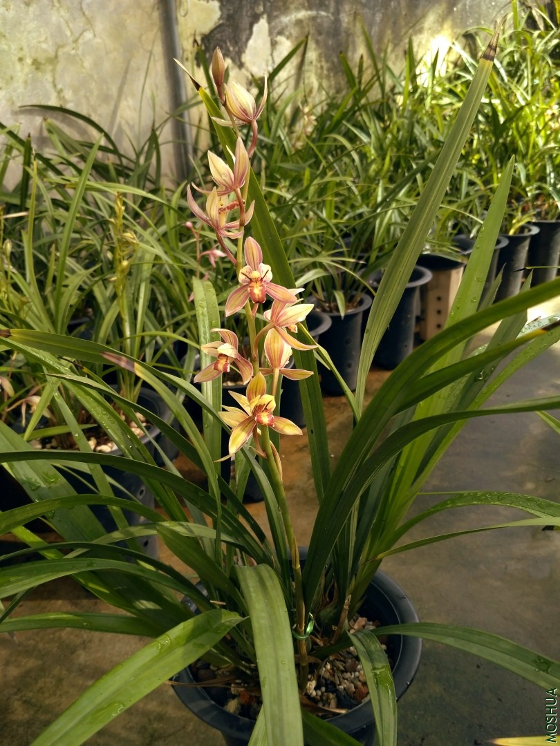 ���罿.jpg
