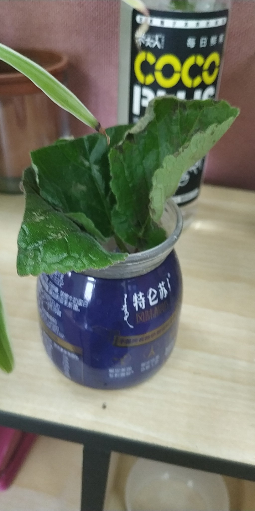 mmexport1563776335513.jpg