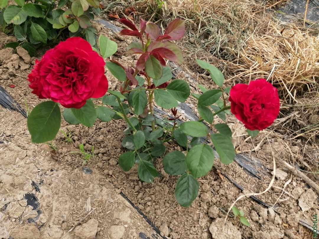 8���´�ķ��������