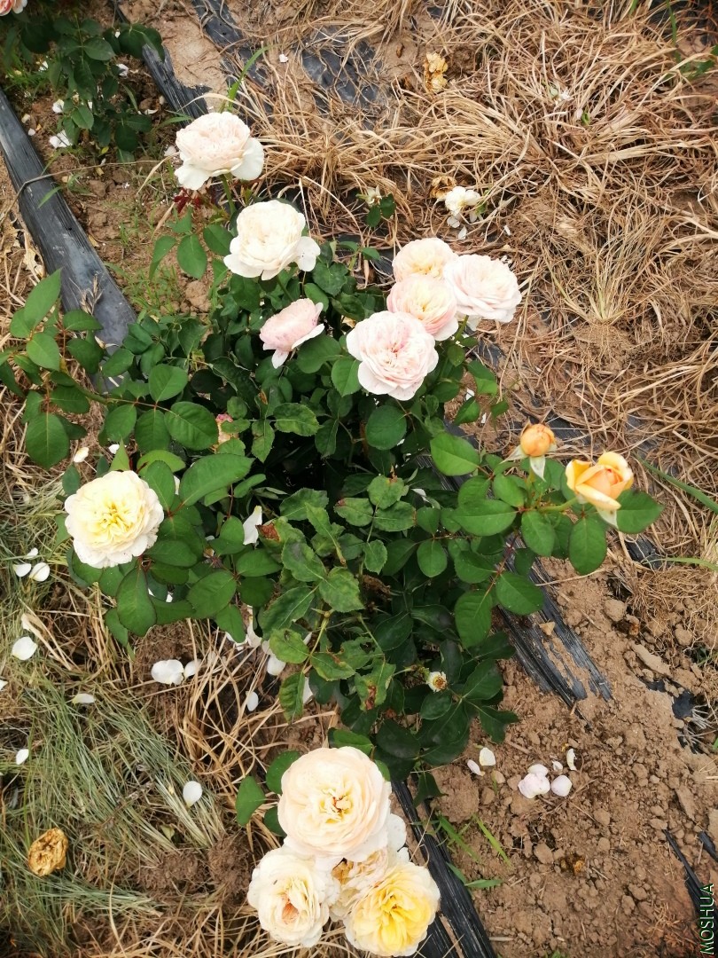΢��ͼƬ_20190723222738.jpg