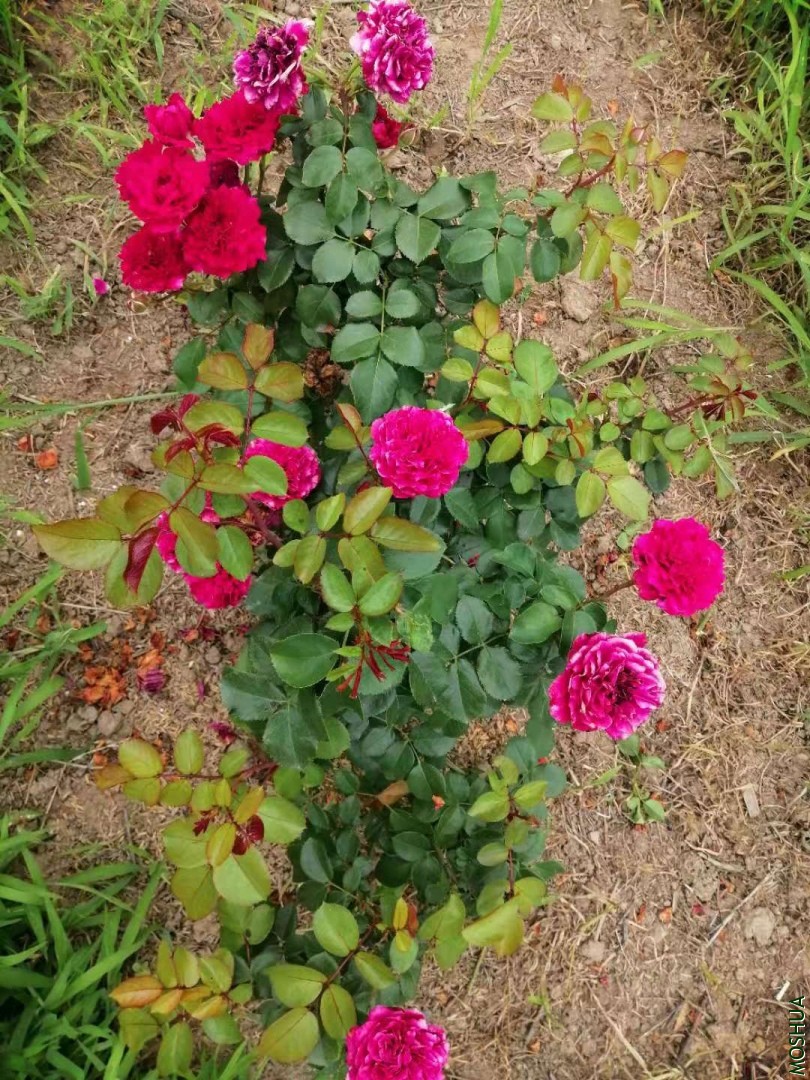 ΢��ͼƬ_20190723222753.jpg