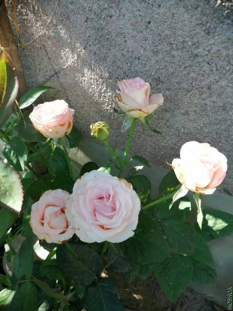 2������ɯ����