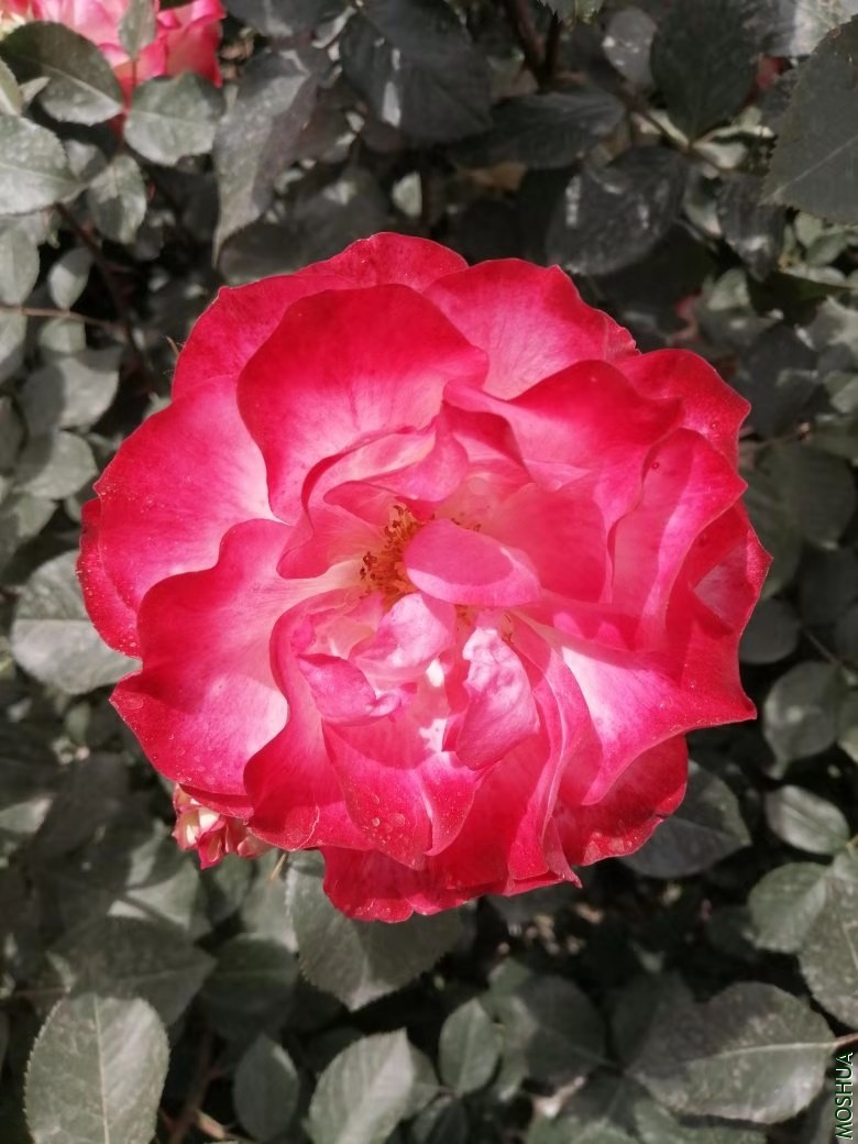 ΢��ͼƬ_20190723222806.jpg