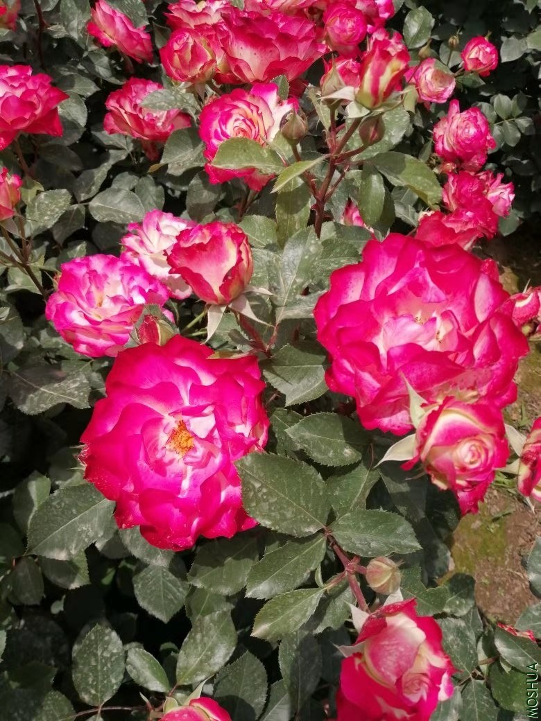 2����Ħ�ɸ繫������