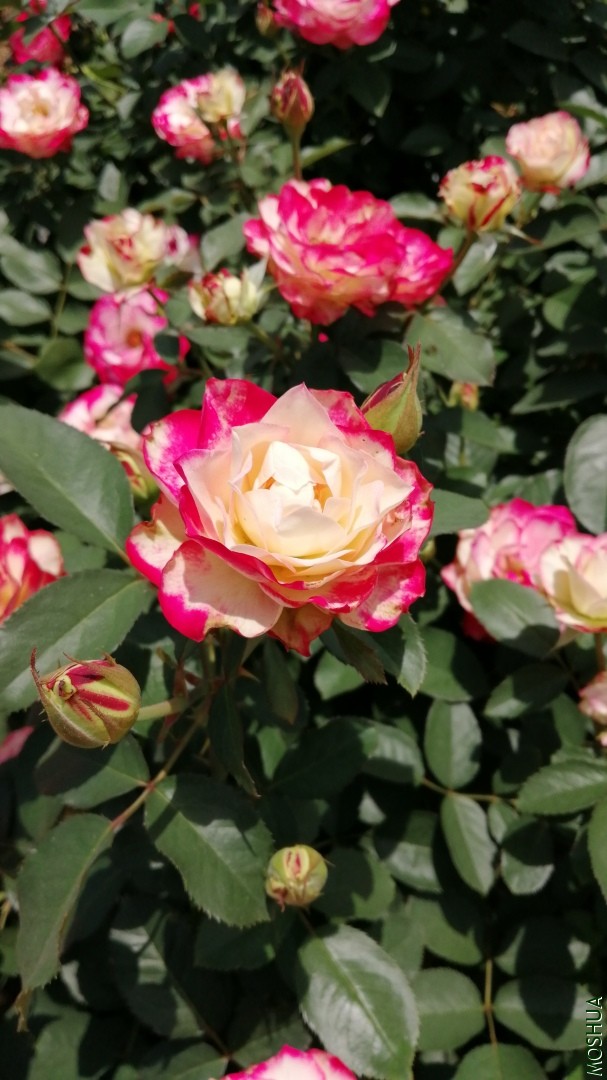 ΢��ͼƬ_20190723222816.jpg