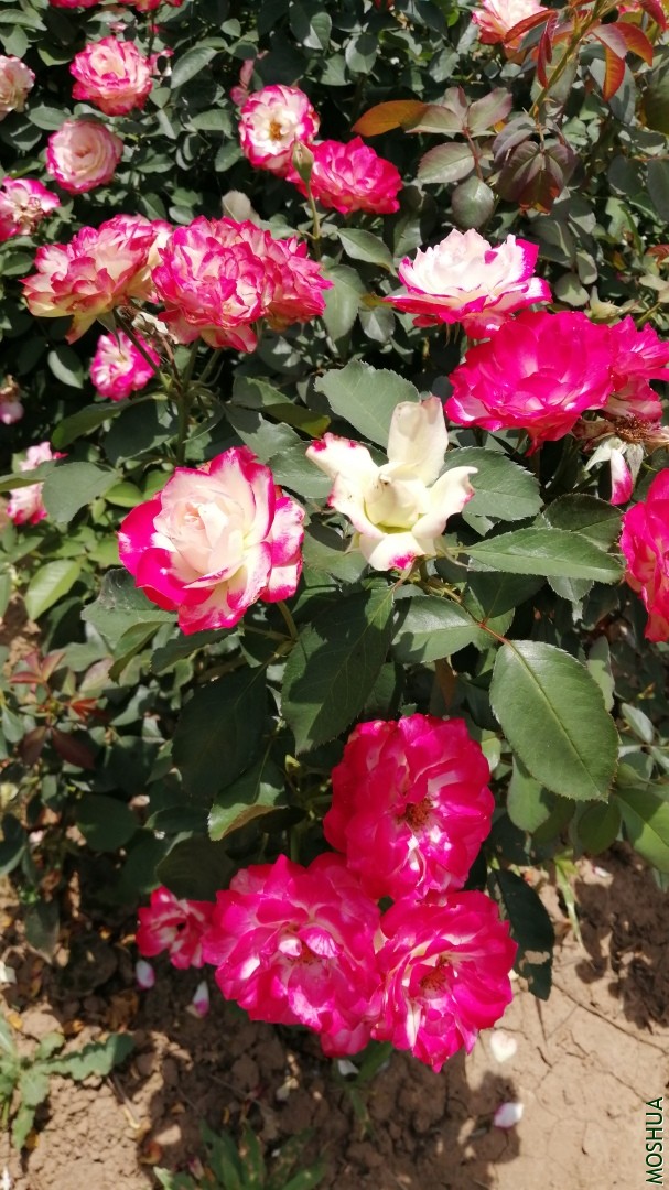 ΢��ͼƬ_20190723222820.jpg