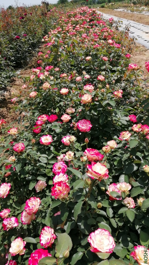 ΢��ͼƬ_20190723222824.jpg