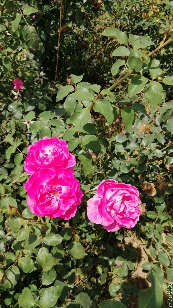 ΢��ͼƬ_20190723222827.jpg