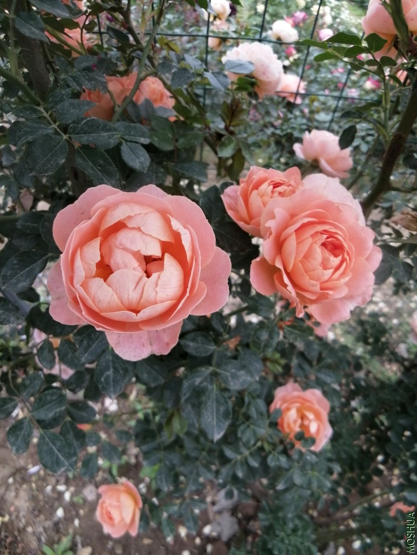 ΢��ͼƬ_20190723222835.jpg