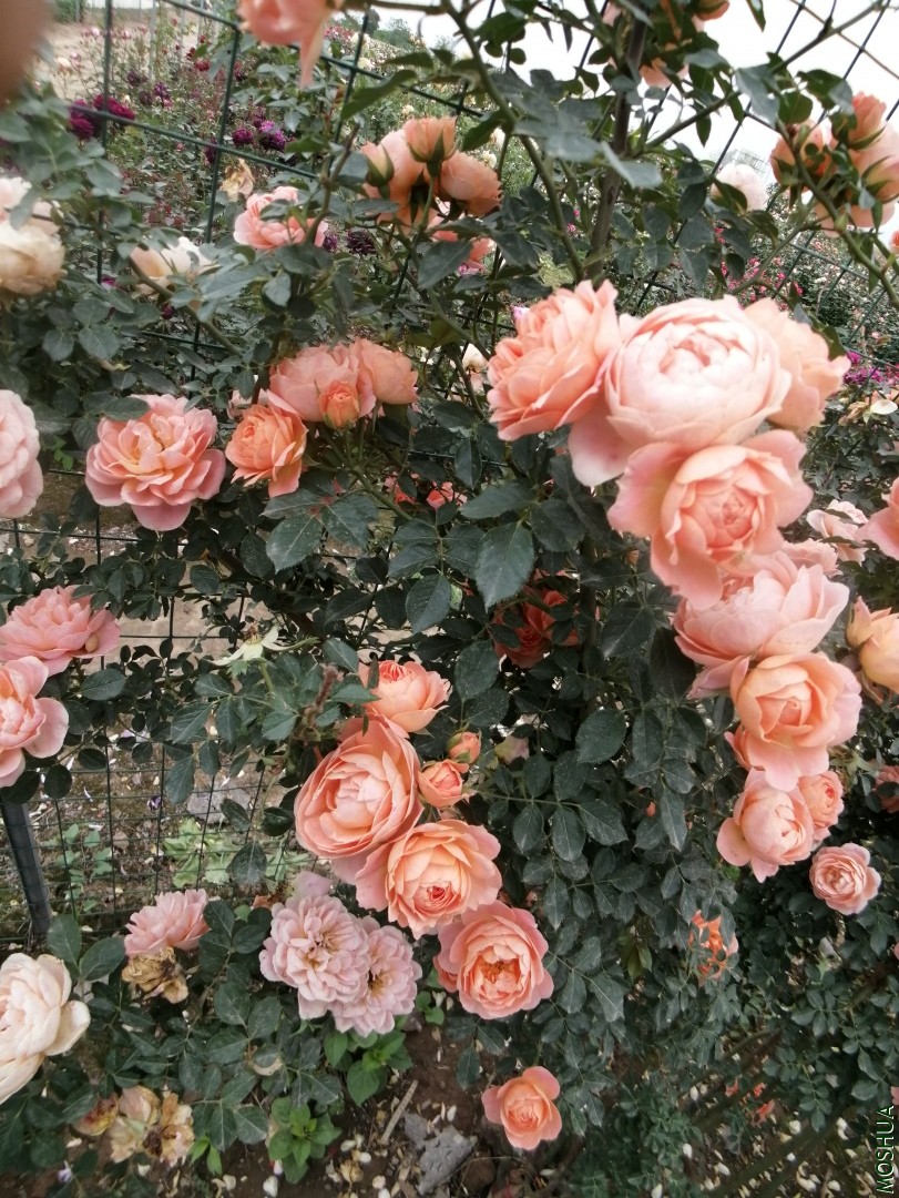 ΢��ͼƬ_20190723222839.jpg