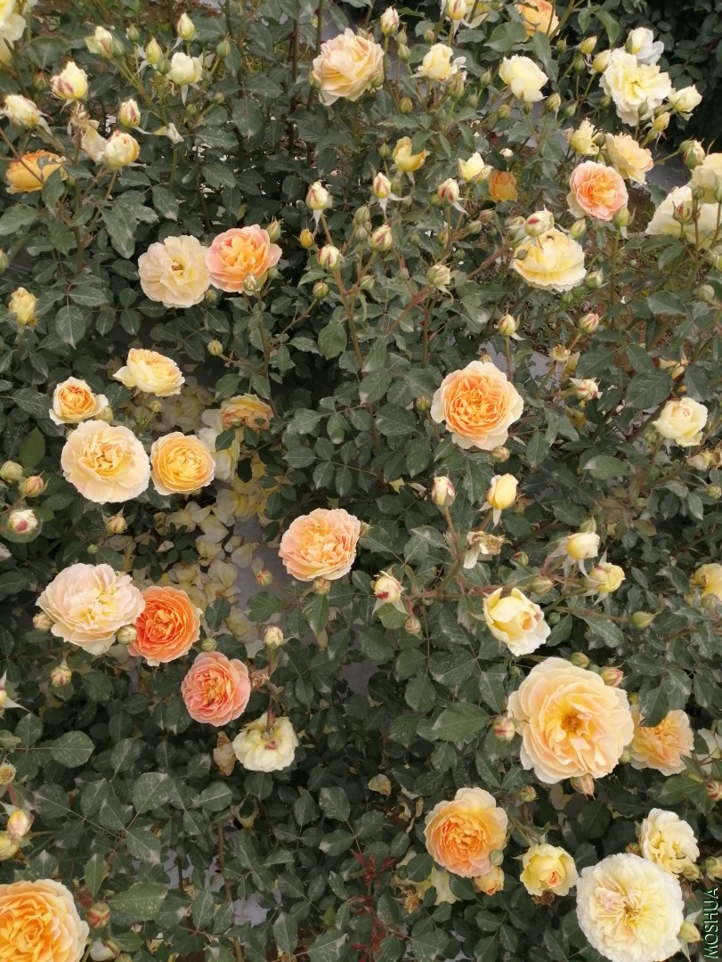 ΢��ͼƬ_20190723222843.jpg