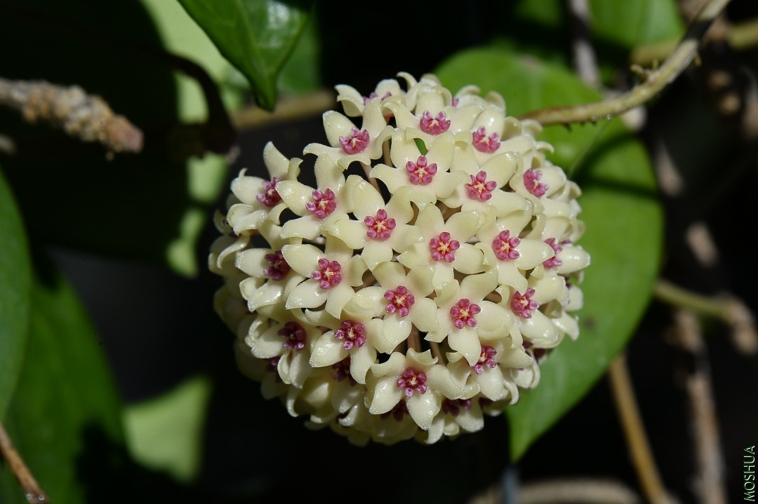 DSC_7044.JPG