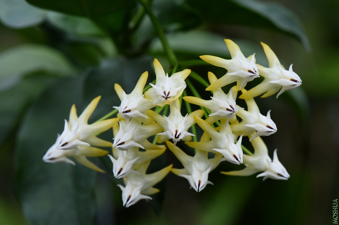 DSC_6705----.JPG