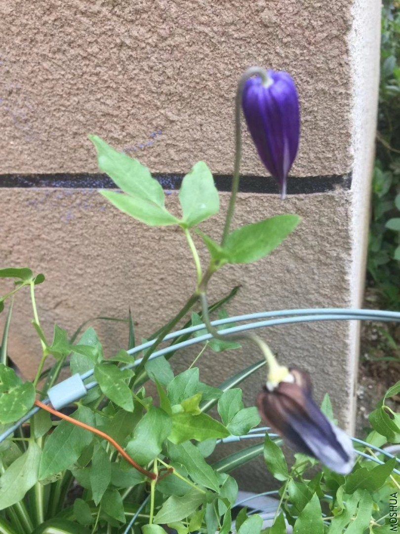 ΢��ͼƬ_20190724123356.jpg