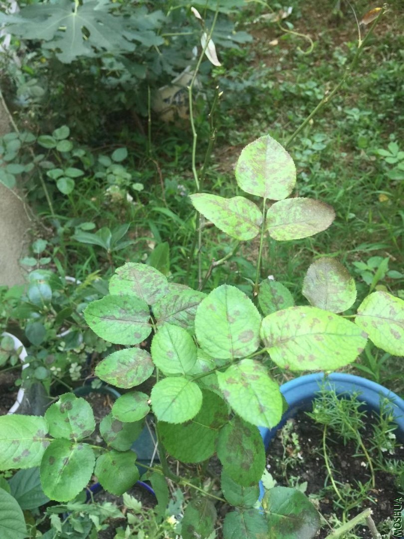 ΢��ͼƬ_20190724123410.jpg