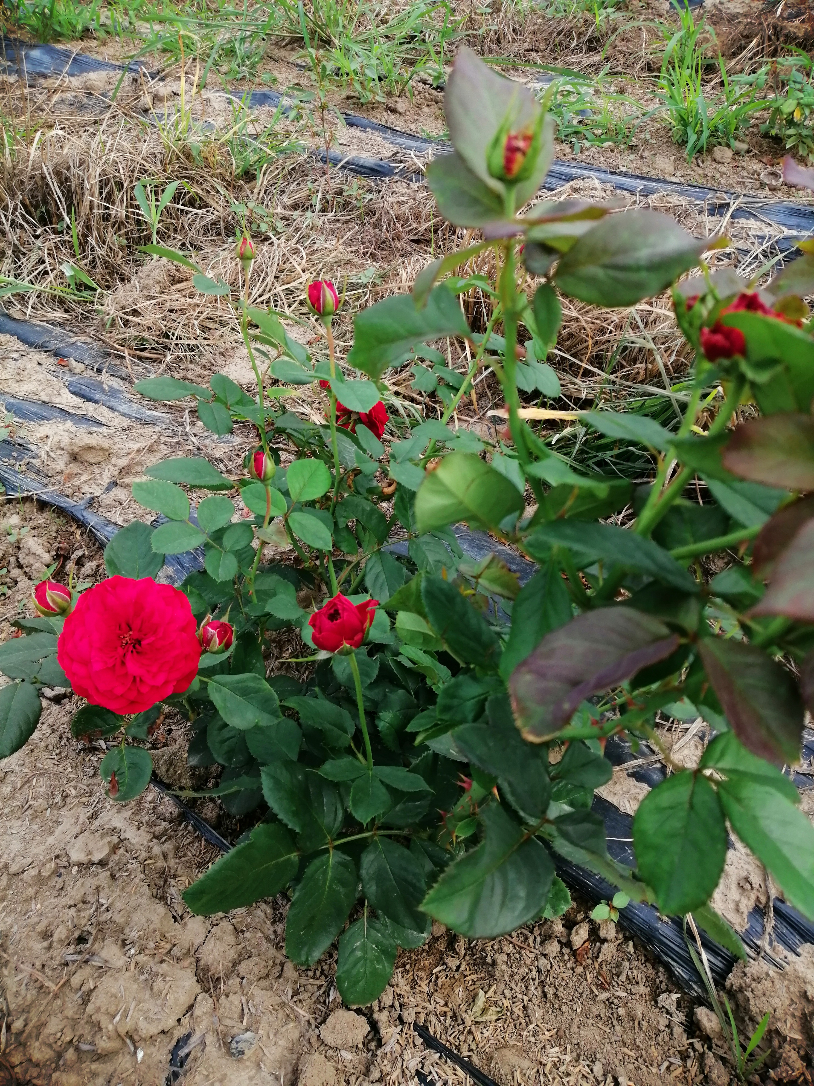 IMG_20190725_074558.jpg