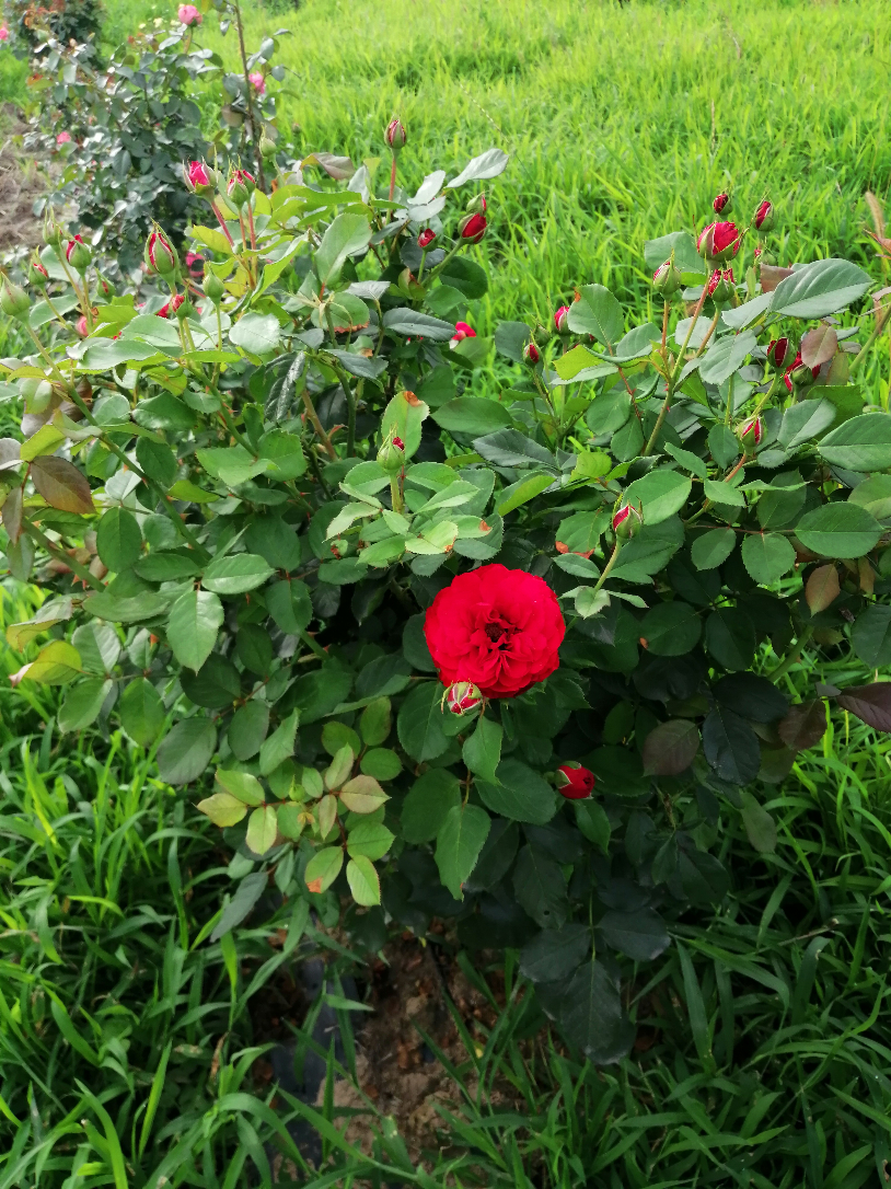 IMG_20190725_075027.jpg