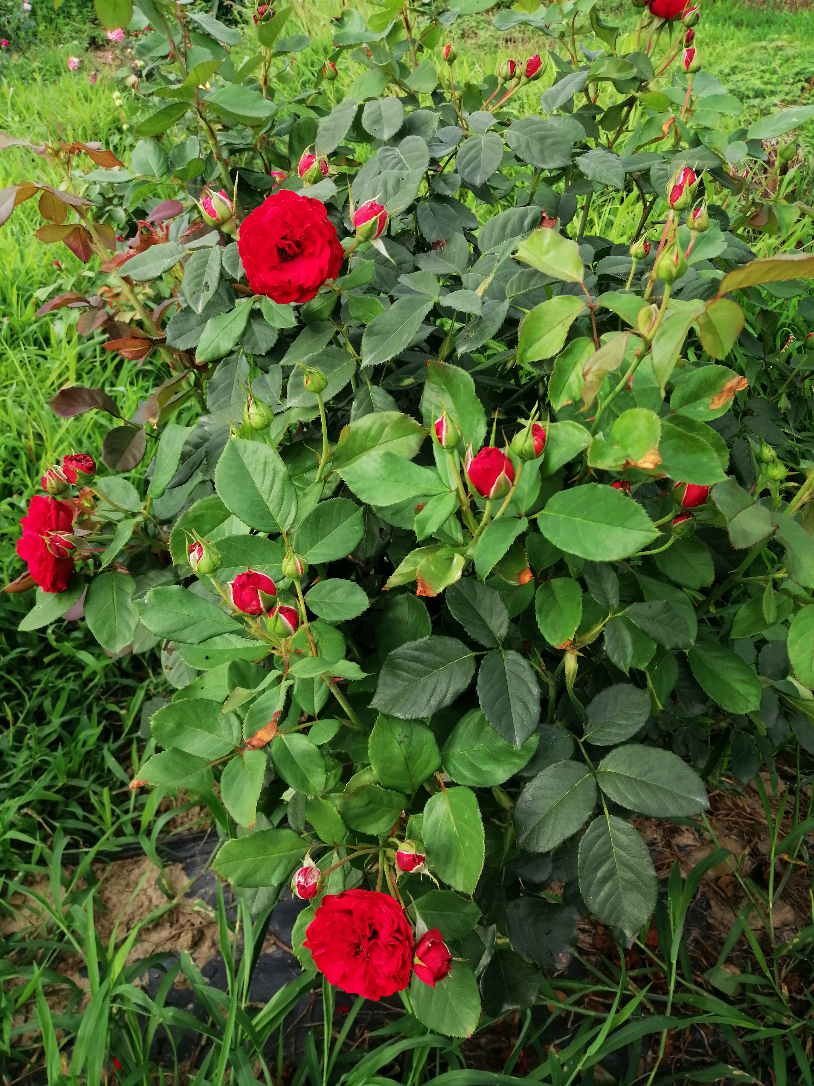 IMG_20190725_075040.jpg