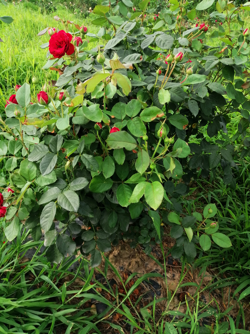IMG_20190725_075052.jpg