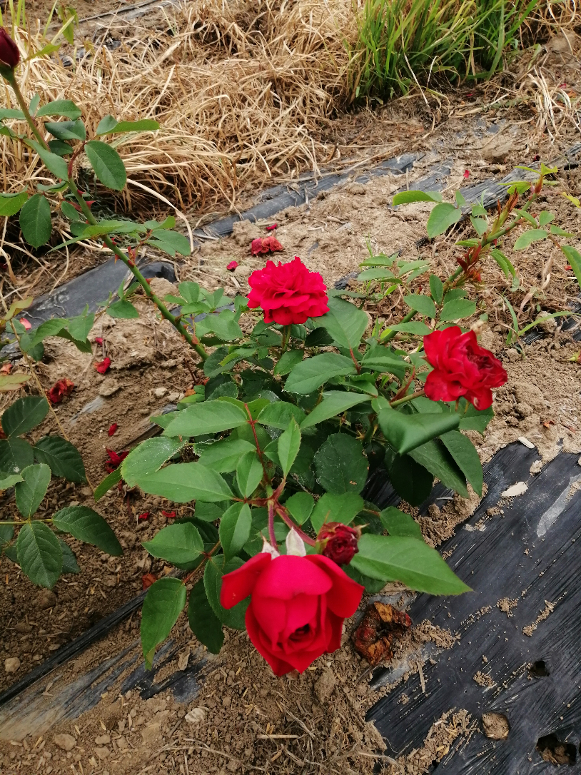 IMG_20190711_111656.jpg
