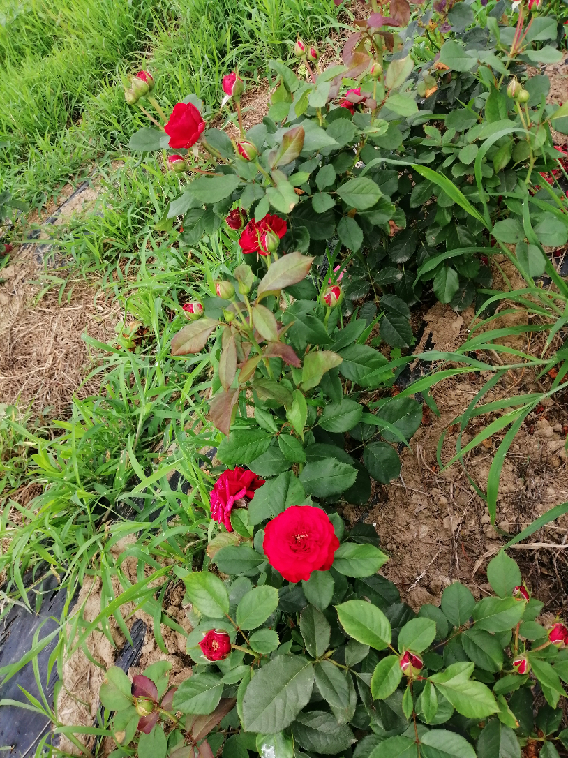 IMG_20190725_074628.jpg