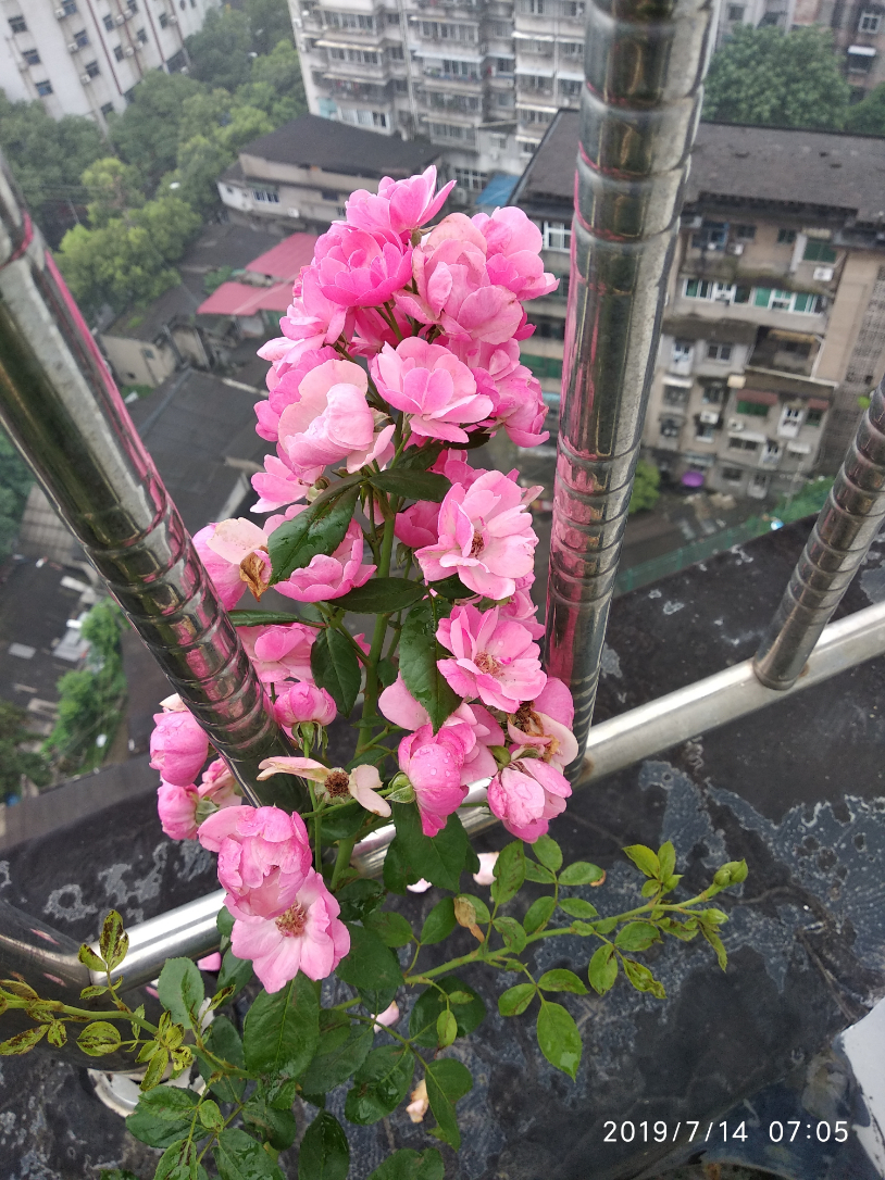 IMG_20190714_070536.jpg