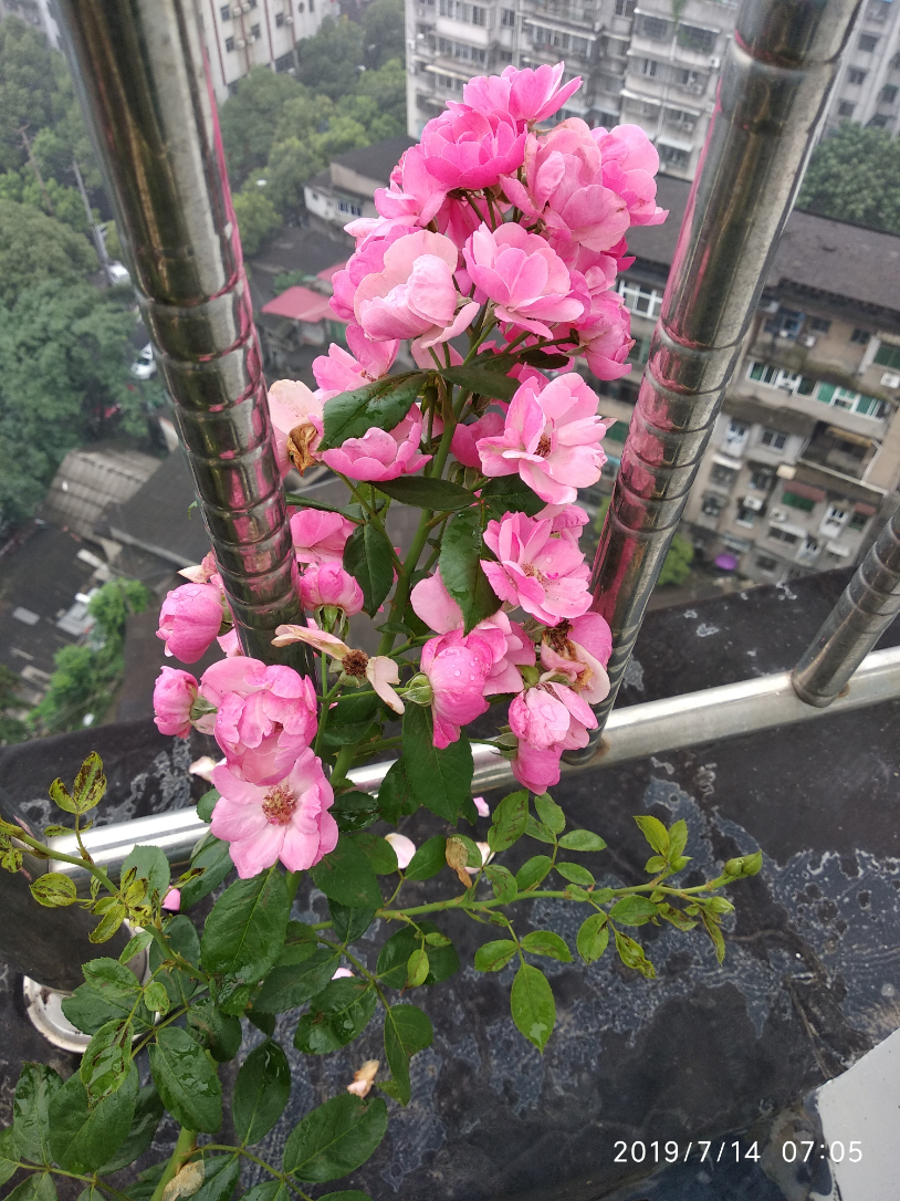 IMG_20190714_070553.jpg