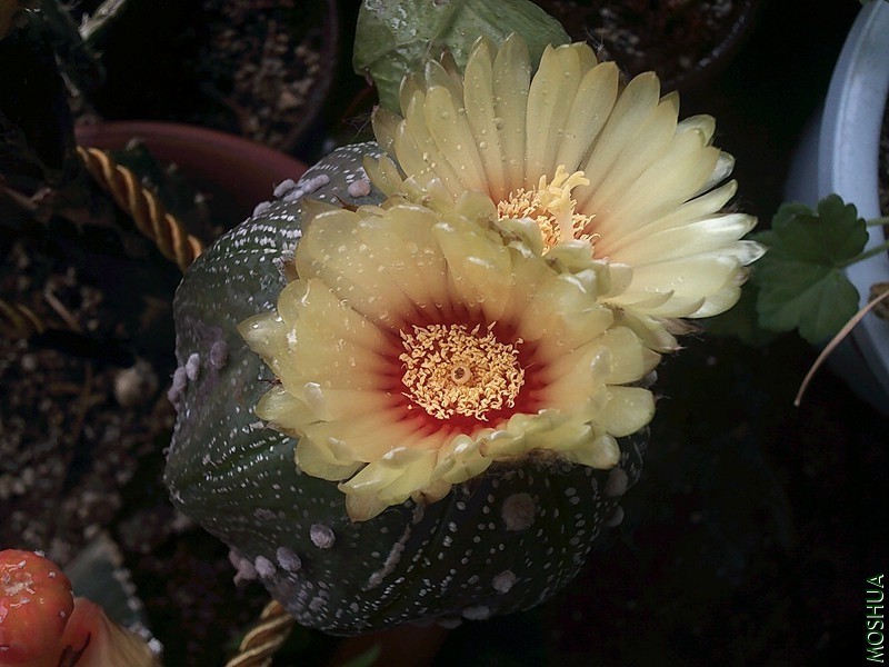 DSCF0006_����.jpg