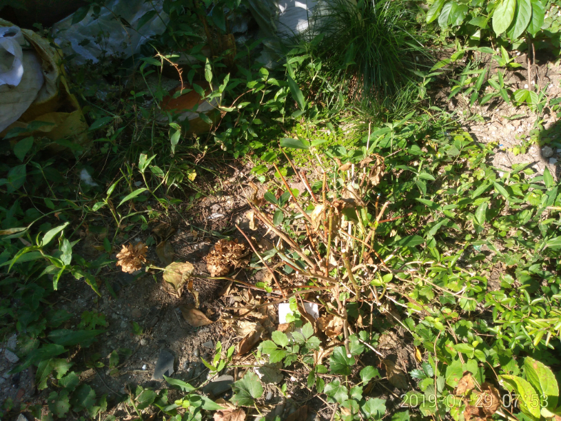 IMG_20190729_075312.jpg