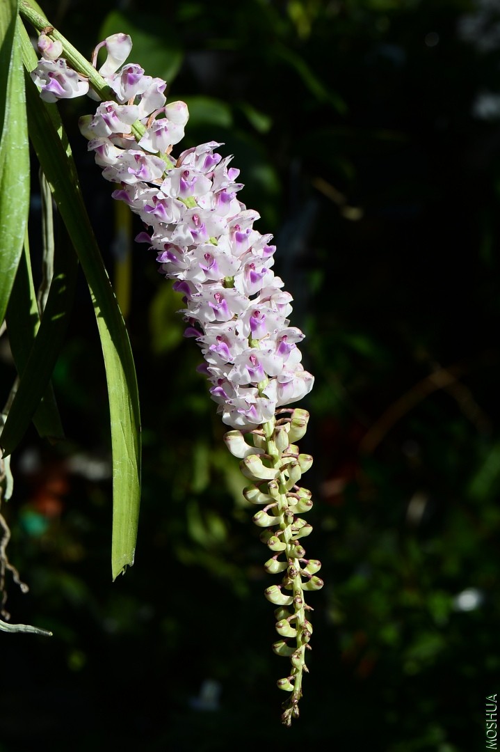 DSC_7083.JPG
