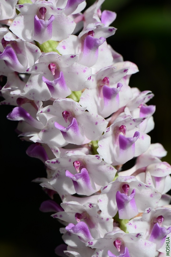 DSC_7090.JPG