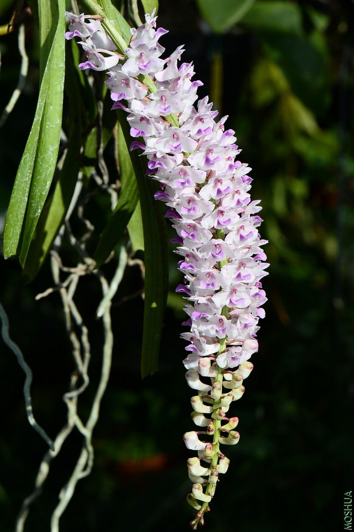 DSC_7303.JPG