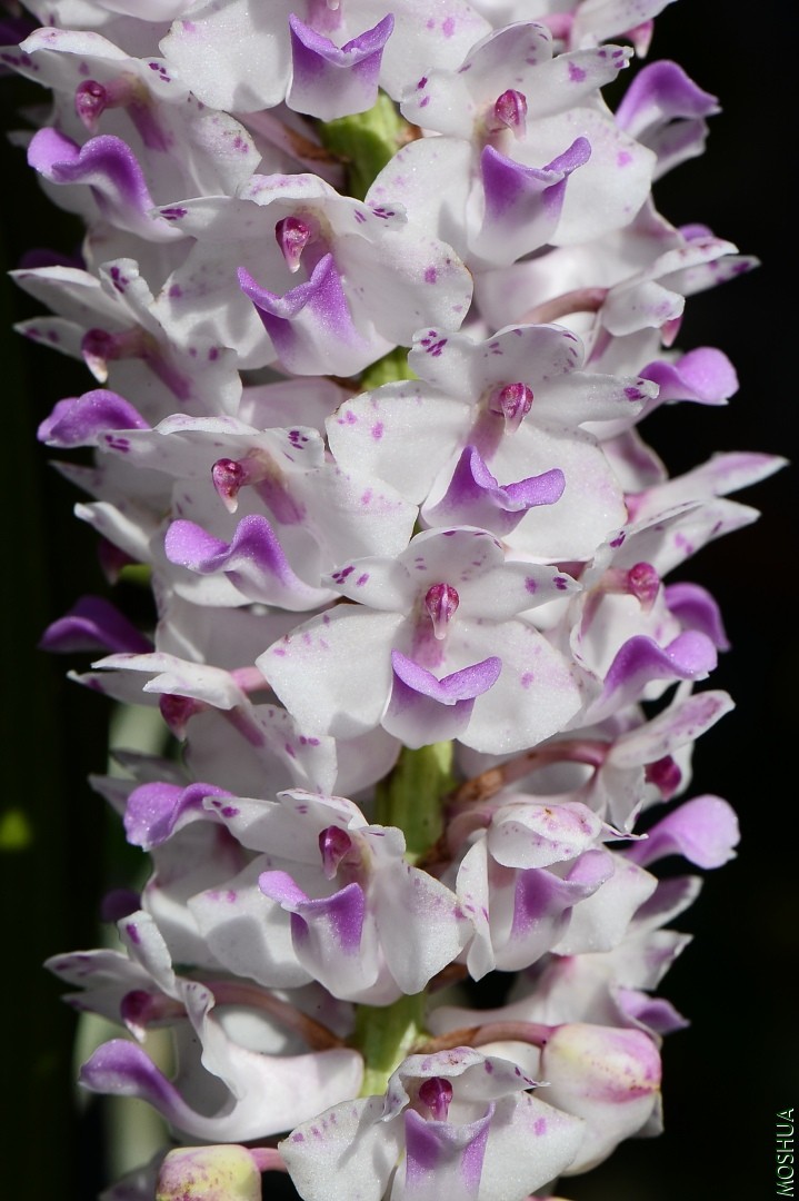 DSC_7313.JPG
