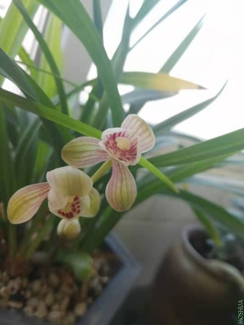 ΢��ͼƬ_201907311035013.jpg