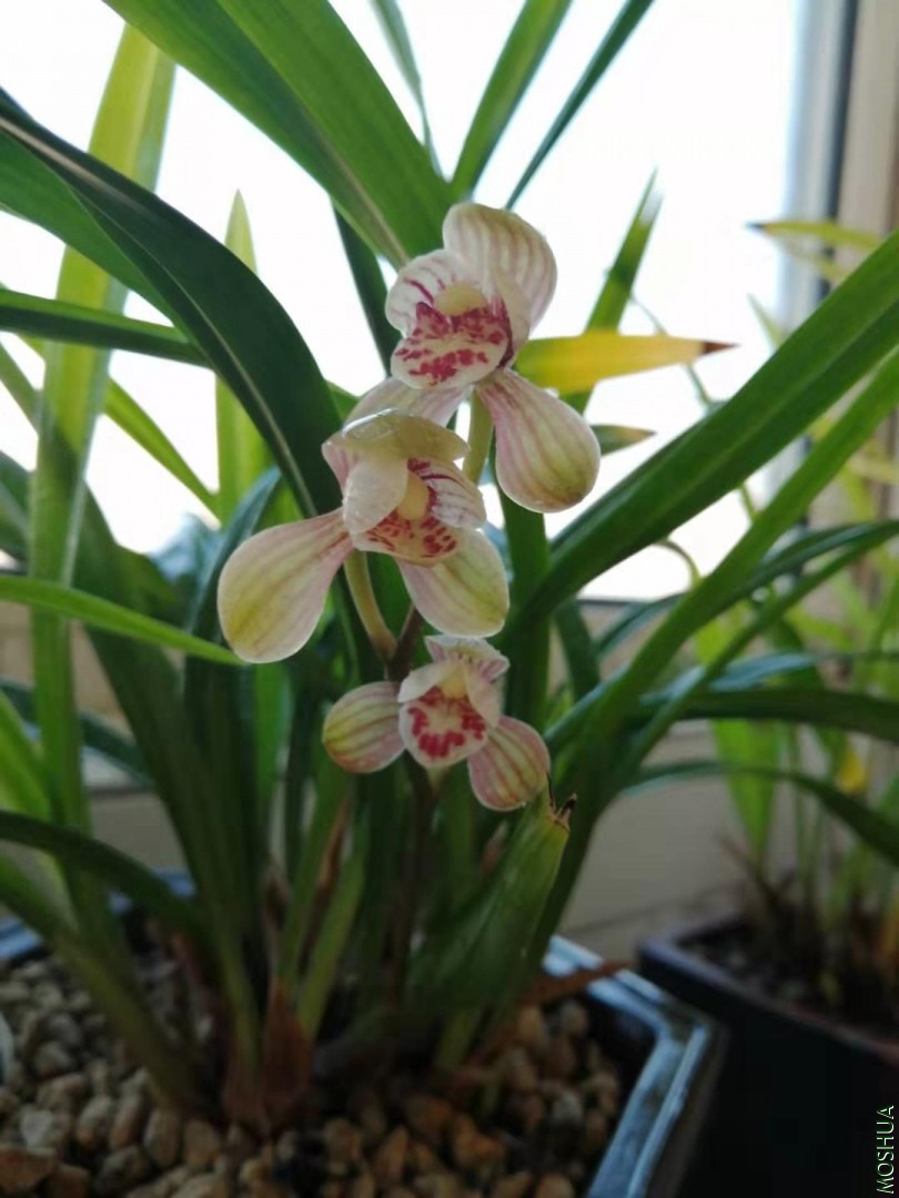 ΢��ͼƬ_201907311035021.jpg