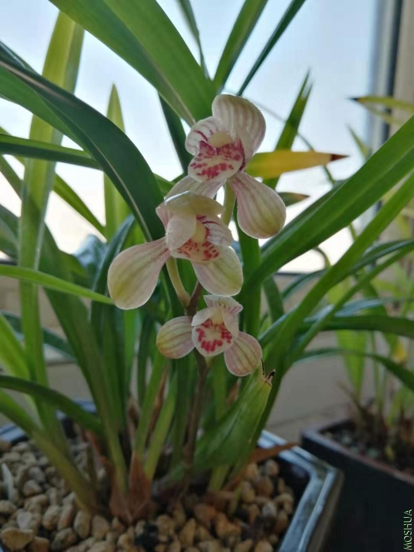 ΢��ͼƬ_201907311035022.jpg