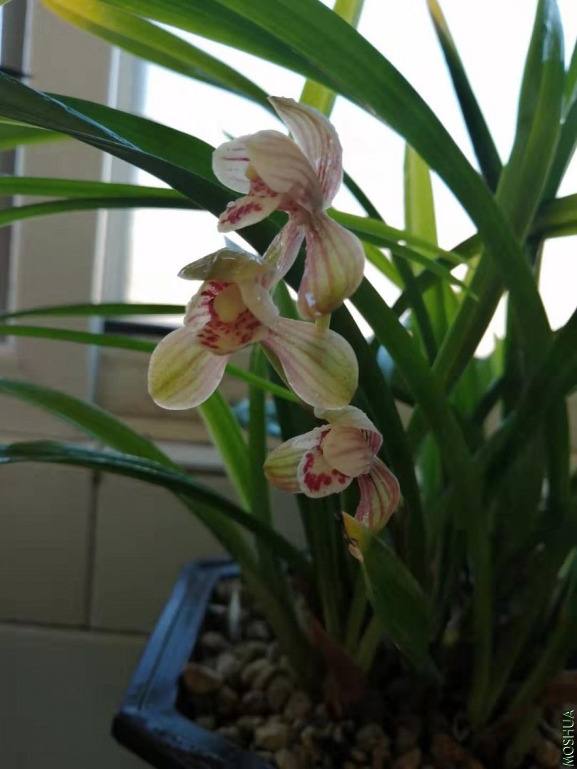 ΢��ͼƬ_201907311035023.jpg