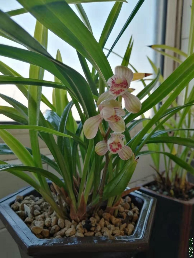 ΢��ͼƬ_201907311035025.jpg