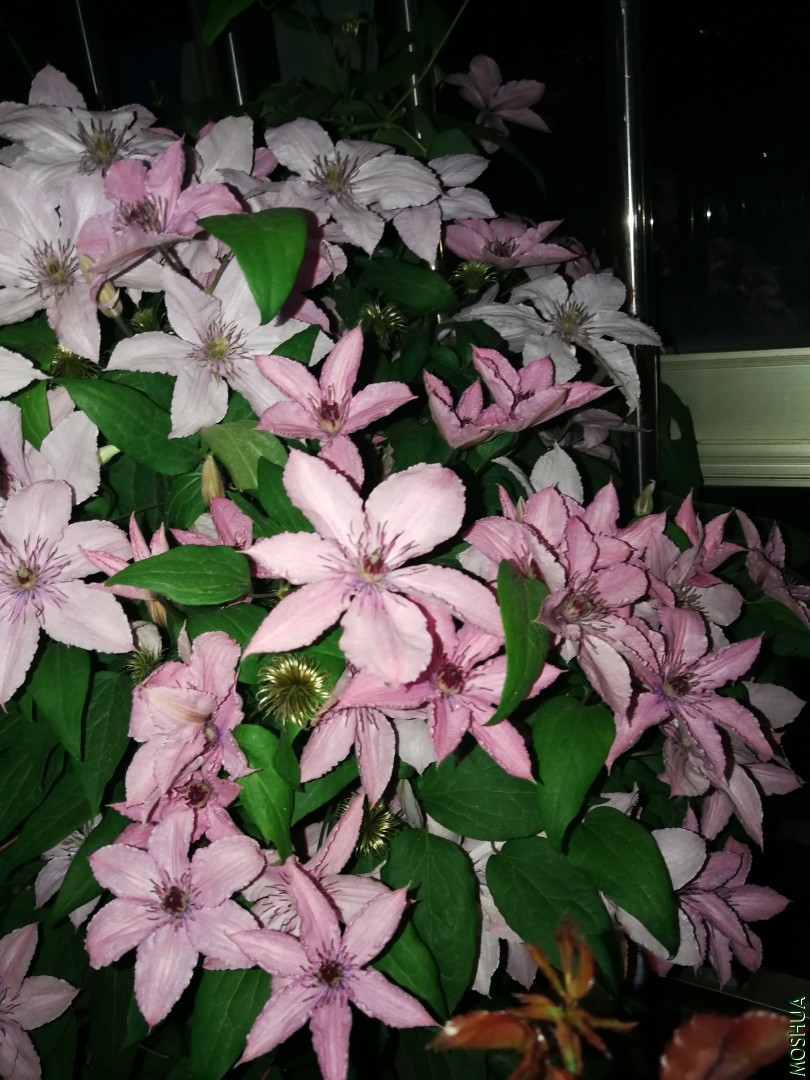 IMG_20190522_194325.jpg