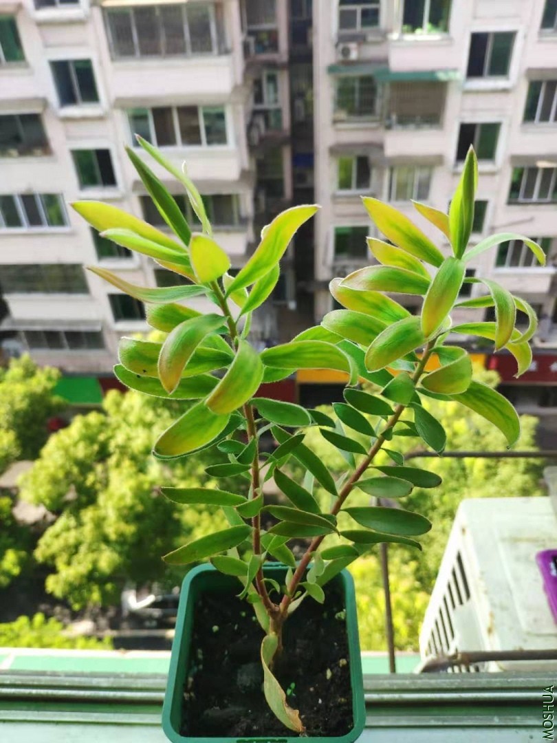 ΢��ͼƬ_20190731161155.jpg