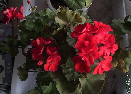 DSCF0005 (4)_����.jpg