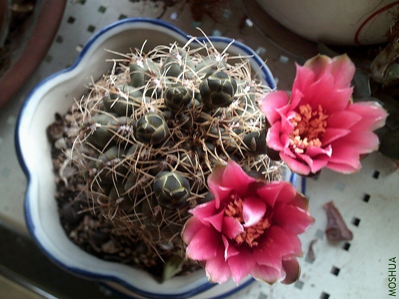 DSCF0010_����.jpg