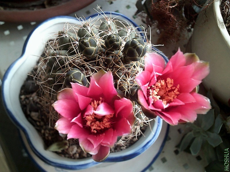 DSCF0009 (2)_����.jpg