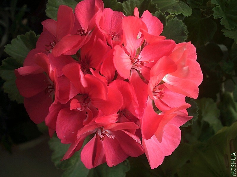 DSCF0007_�Һ�.jpg