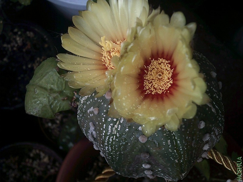 DSCF0005_����.jpg
